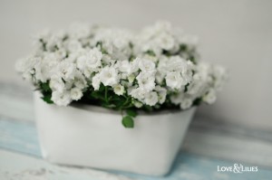 Campanula_WhiteWonder