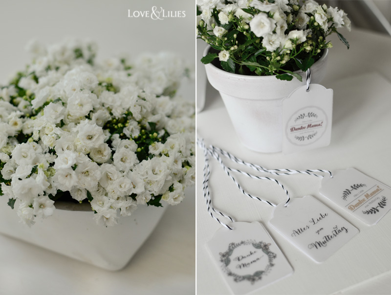 LoveAndLilies.de // Freebie Geschenkanhänger Tags zum Muttertag und wunderschöne Mini-Glockenblumen namens Campanula 'White Wonder'