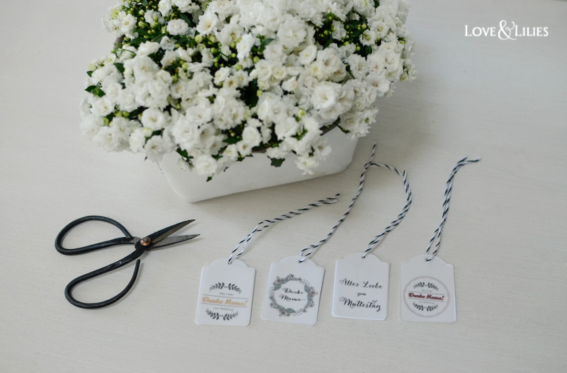 LoveAndLilies.de // Freebie Geschenkanhänger Tags zum Muttertag und wunderschöne Mini-Glockenblumen namens Campanula 'White Wonder'