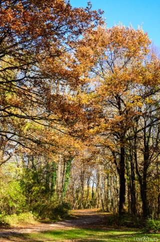 LoveAndLilies.de | Herbst im Englischen Garten