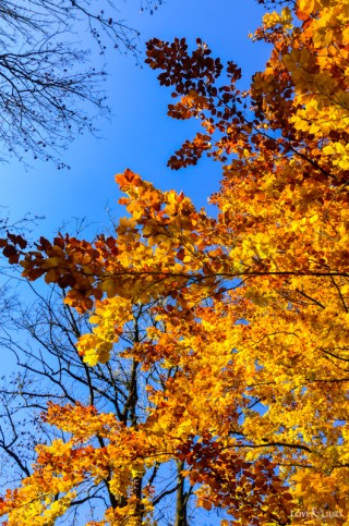 LoveAndLilies.de | Herbst im Englischen Garten