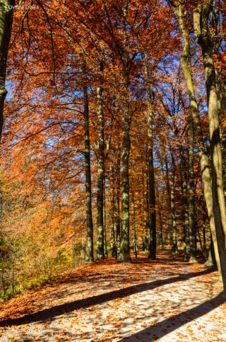 LoveAndLilies.de | Herbst im Englischen Garten